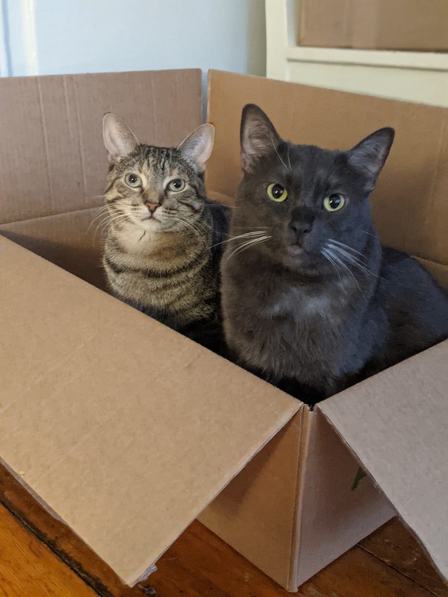 Cat photos